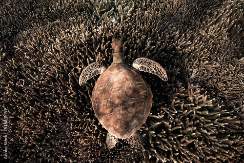 Green Sea Turtle swimming over a coral reef on the Great Barrier Reef at Lady Eliot Island in Queensland Australia.