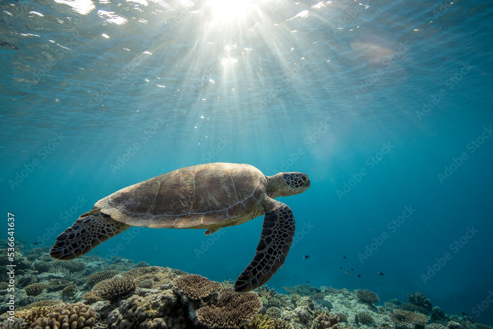 Obraz premium Green Sea Turtle swimming over a coral reef on the Great Barrier Reef at Lady Eliot Island in Queensland Australia.