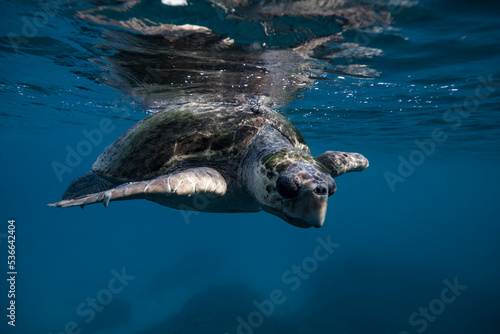 A loggerhead turtle swims over the Great Barrier Reef at Lady Elliot Island in Queensland Australia.