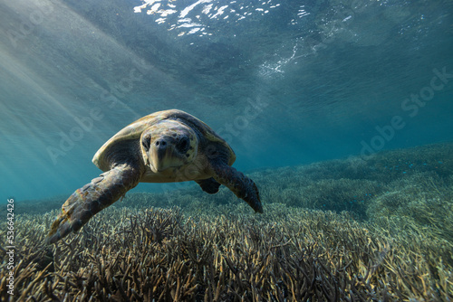 A loggerhead turtle swims over the Great Barrier Reef at Lady Elliot Island in Queensland Australia. photo