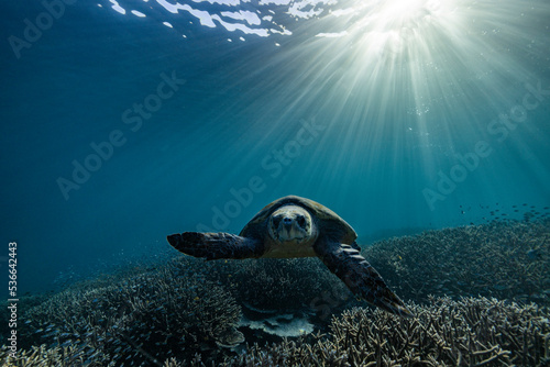 A loggerhead turtle swims over the Great Barrier Reef at Lady Elliot Island in Queensland Australia.