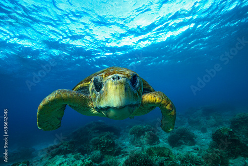 A loggerhead turtle swims over the Great Barrier Reef at Lady Elliot Island in Queensland Australia.