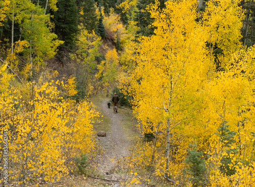 Hiker with dogs among aspen trees in autumn