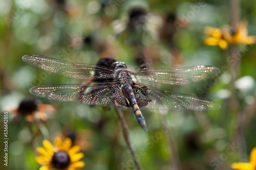 Black saddlebags dragonfly perched on a dried flower (with bokeh background) photo