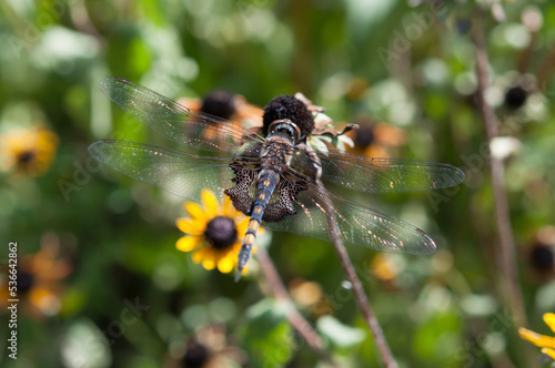 Black saddlebags dragonfly on dried flower (dorsal view) photo