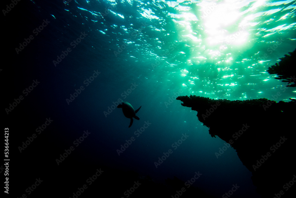 Obraz premium a majestic green sea turtle swimming through sun rays on the Great Barrier Reef at Lady Elliot Island in Queensland Australia 