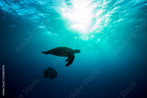 a majestic green sea turtle swimming through sun rays on the Great Barrier Reef at Lady Elliot Island in Queensland Australia  © Sean