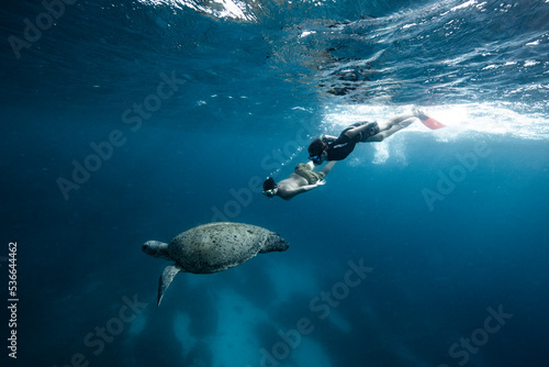 Swimming with Green Sea Turtles on the Great Barrier Reef at Lady Elliot Island in Queensland Australia. © Sean