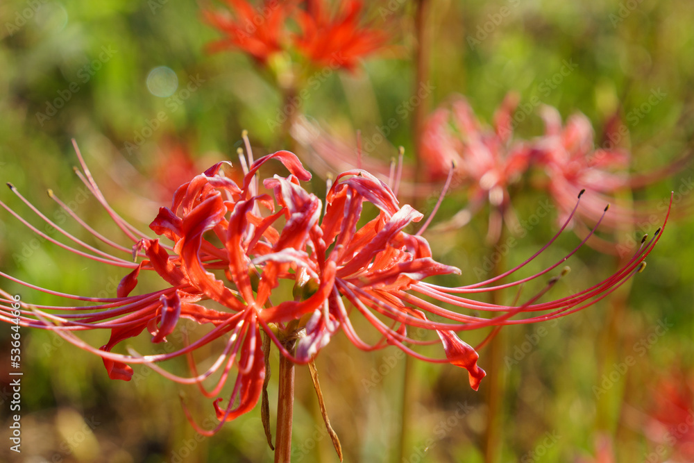 彼岸花　曼珠沙華