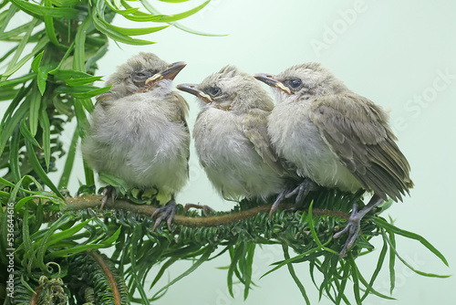 Three young yellow vented bulbuls are perching in a bush. This bird has the scientific name Pycnonotus goiavier. photo