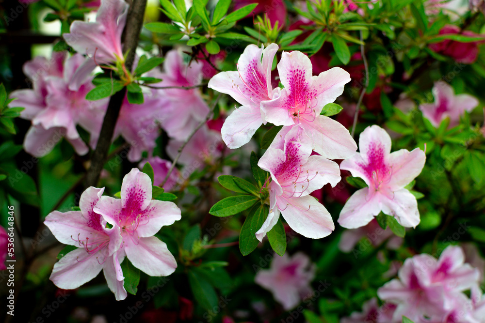 Several flowers of azalea (Rhododendron simsii Planch), light pink. Several flowers of azalea (Rhododendron simsii Planch), light pink.