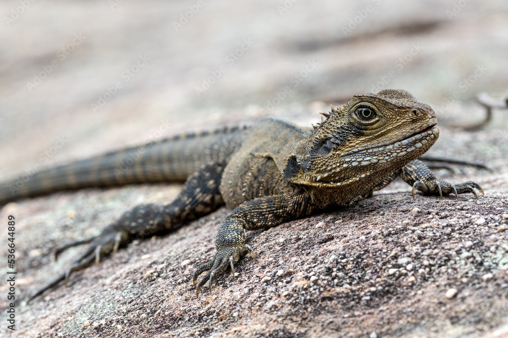 Naklejka premium Australian Eastern Water Dragon basking on sandstone rock