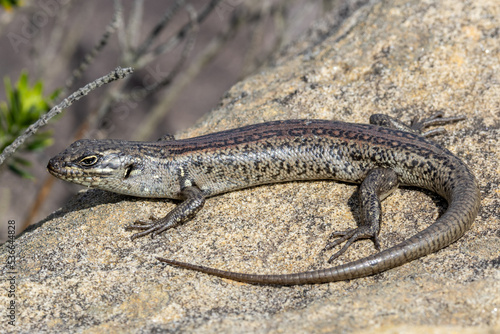 Obraz na płótnie Australian Northern White's skink basking on sandstone rock