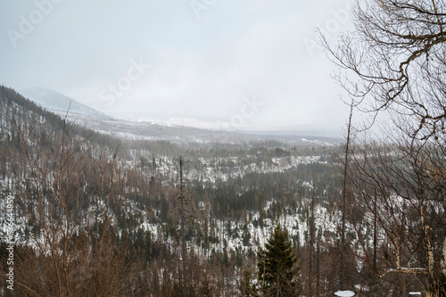 View of the valley with coniferous forest and snow.