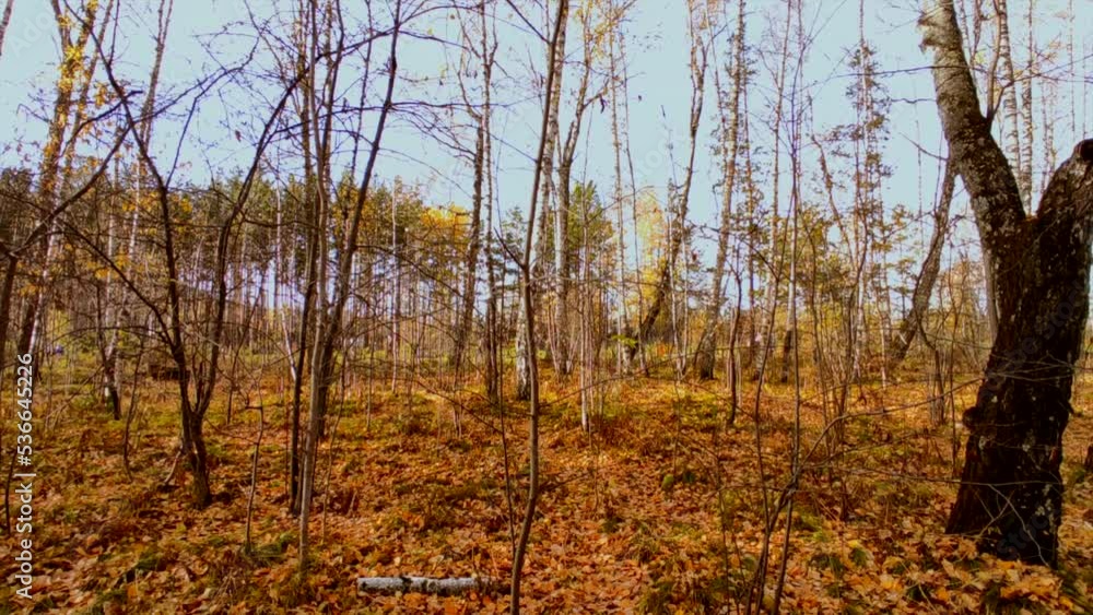 People are walking in the autumn forest in the distance People are walking in the autumn forest in the distance