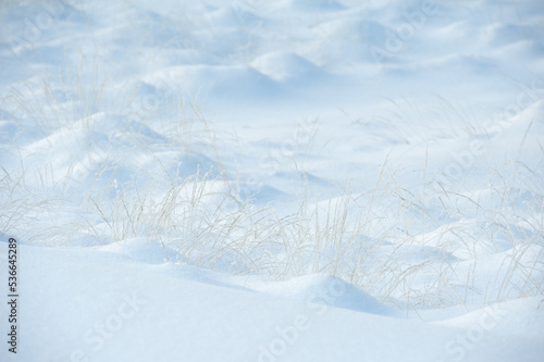 snow covered landscape with golden grasses