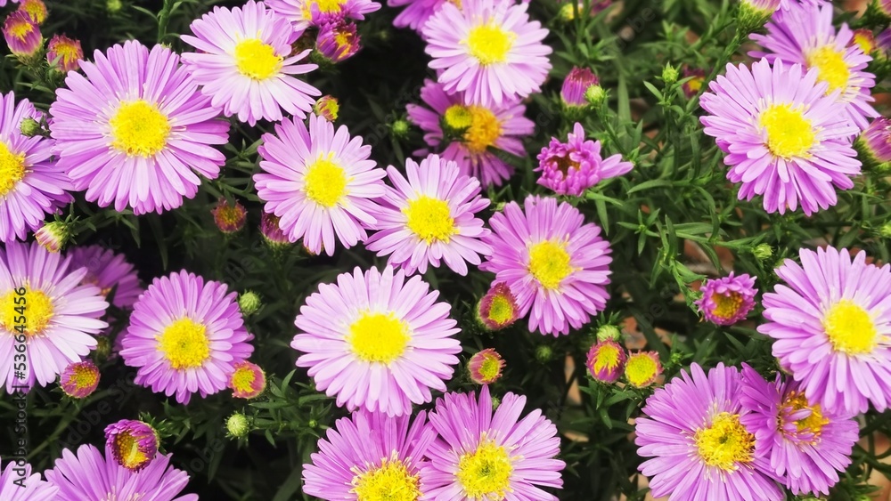 flowers background flowers background