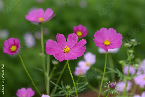 コスモスの花 © ogurisu