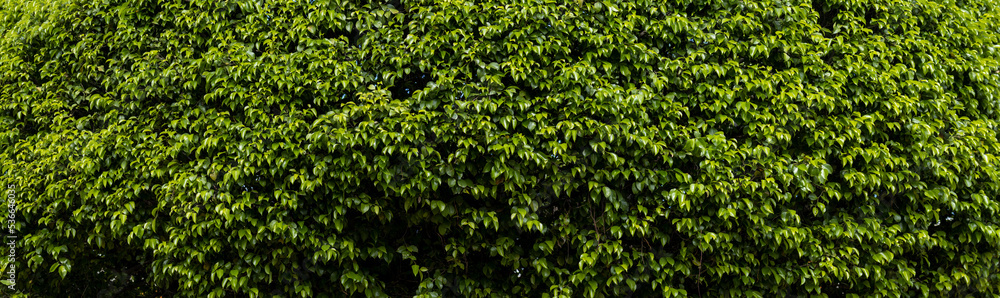 close-up photo of a small bush for textures or wallpaper. close-up photo of a small bush for textures or wallpaper.
