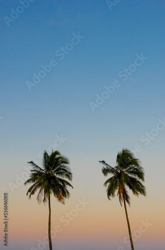 palm trees at sunset © Joo