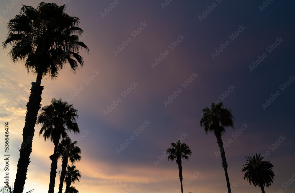 Palm trees at sunset 