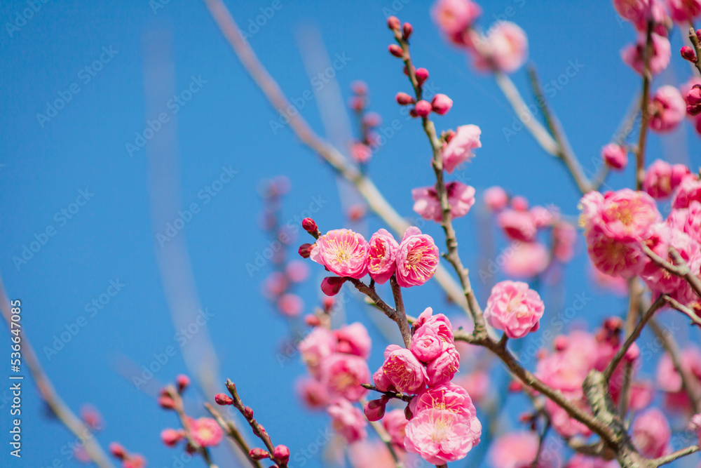 ピンク色の梅の花	