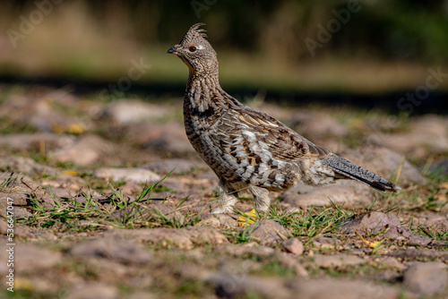 Grouse in the Grass photo