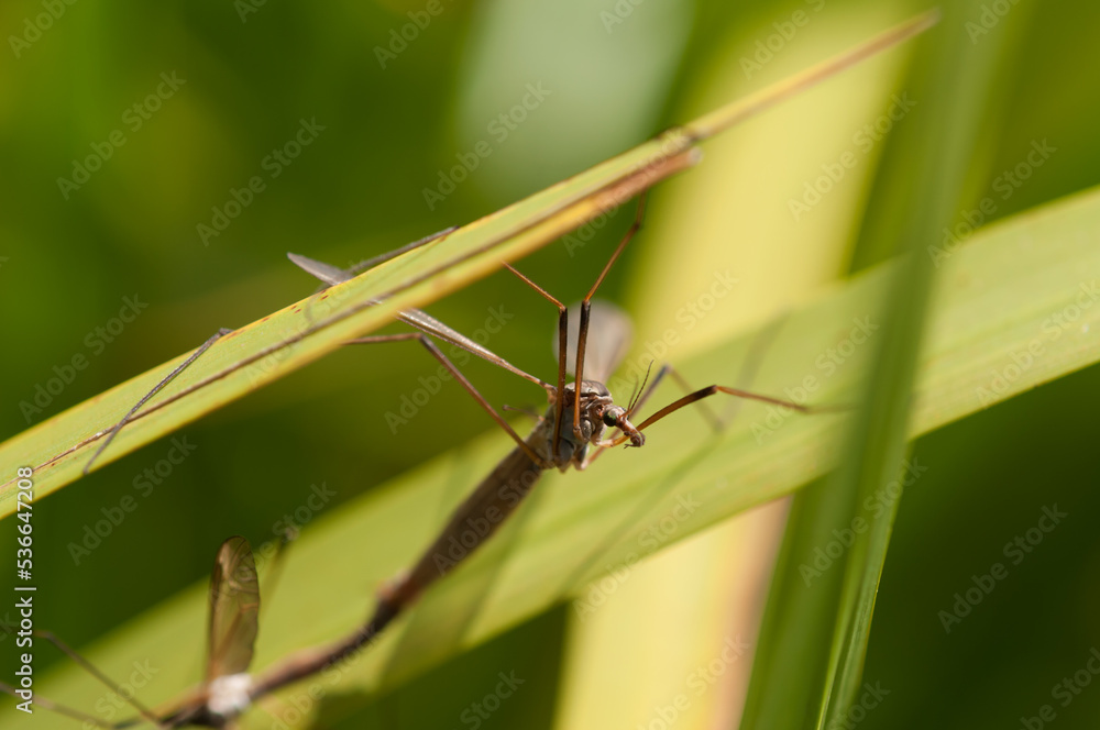 european craneflies (tipula) mating european craneflies (tipula) mating