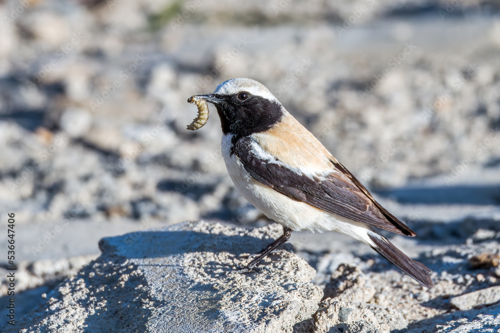Naklejka premium A bird that eats worms in Ngari Prefecture Tibet Autonomous Region, China. 
