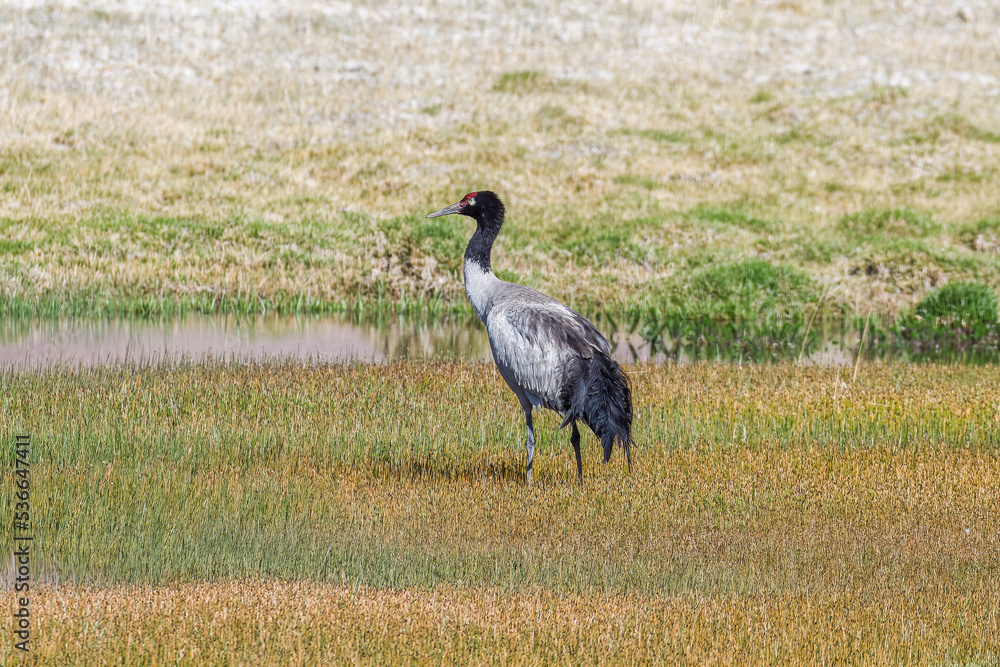 The grey crane in Ngari Prefecture Tibet Autonomous Region, China.