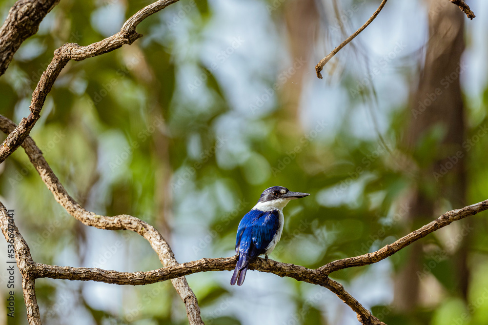 Forest Kingfisher on a branch Forest Kingfisher on a branch