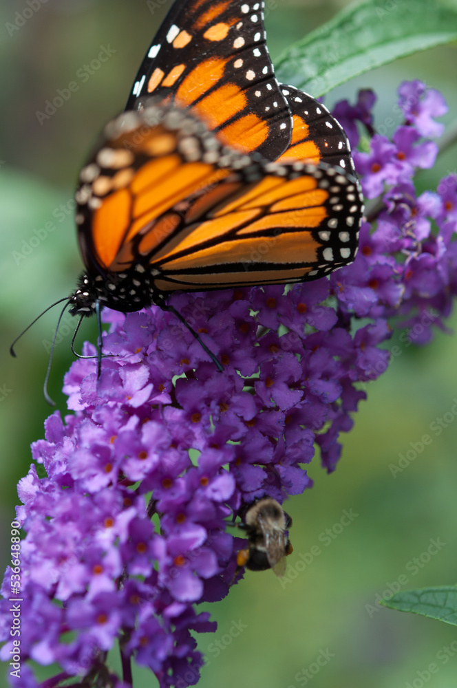 Obraz premium Danaus plexippus and bumblebee on Buddleja davidii flower