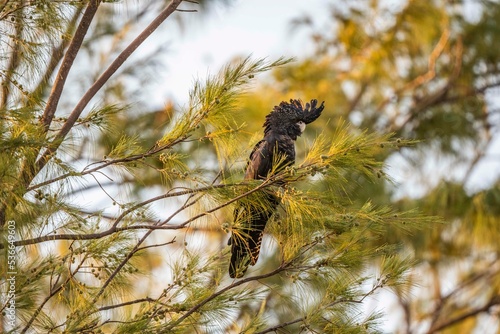 Red tailed black cockatoo in casuarinas at sunset