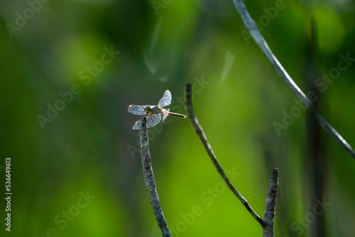 Wallpaper Mural Dragonfly on a branch Torontodigital.ca