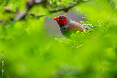 Crimson finch through the leaves