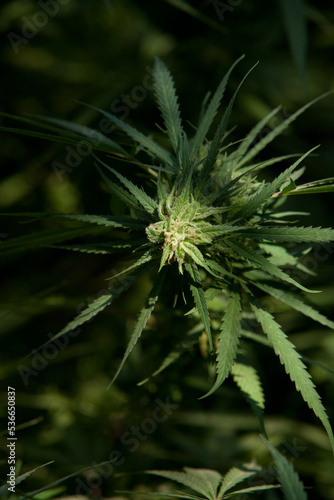 Cannabis Garden growing bud.