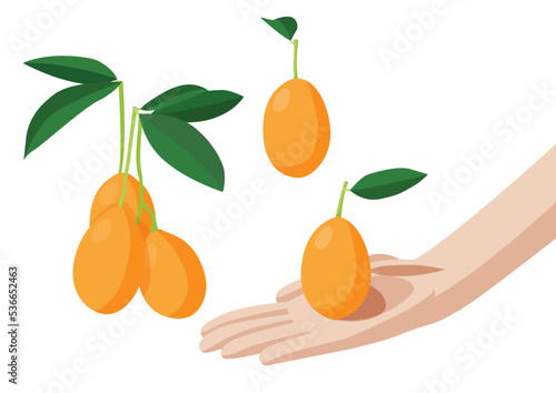 mayongchid in hand fruit isolated on white background illustration vector