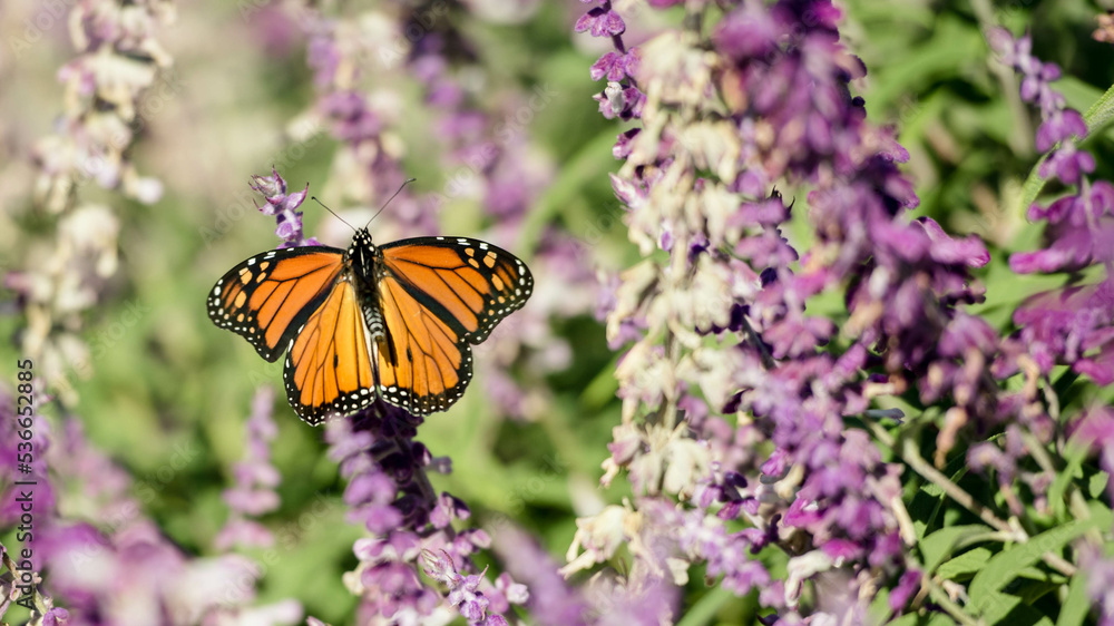 Obraz premium BEAUTIFUL MONARCHS AND ALASKAN GLACIERS