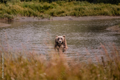 Grizzly Bear at the Alaska Wildlife Conservation Center