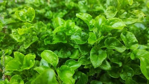 Natural background of fresh Brazilian spinach plant in the garden