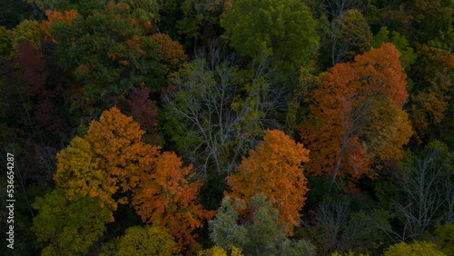 Overhead picture of trees in fall