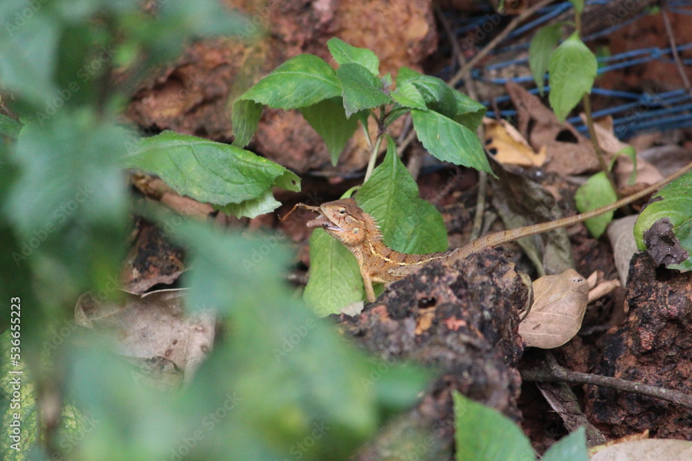 Chameleon in forest eating grasshopper in mouth, Swallowing Chameleon in forest eating grasshopper in mouth, Swallowing