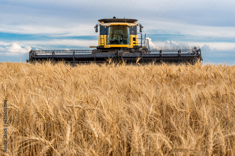Obraz premium Combine in a wheat field during harvest in Saskatchewan
