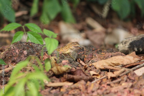 Chameleon feeding / hunting in forest. reptile feeding © Moy