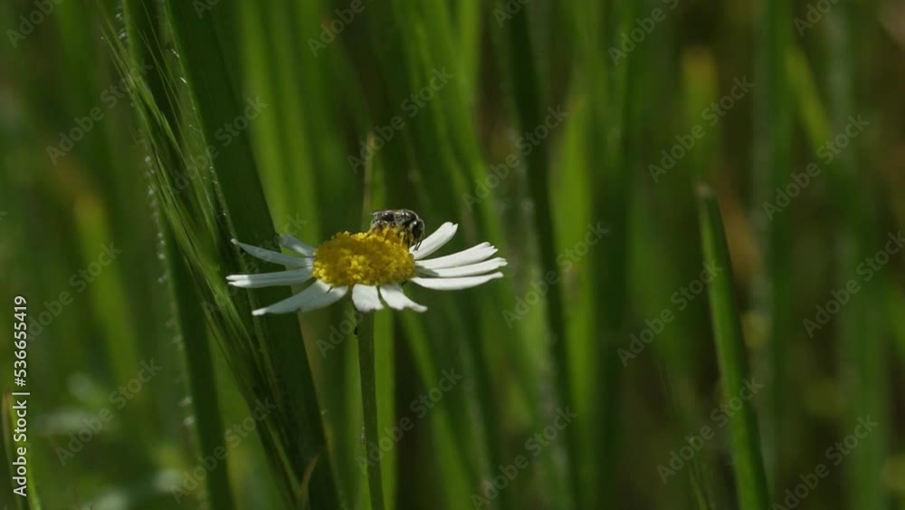 sunshine on easter flowers, empty abstract blurred spring background, time of spring awakening, floral concept with copy space