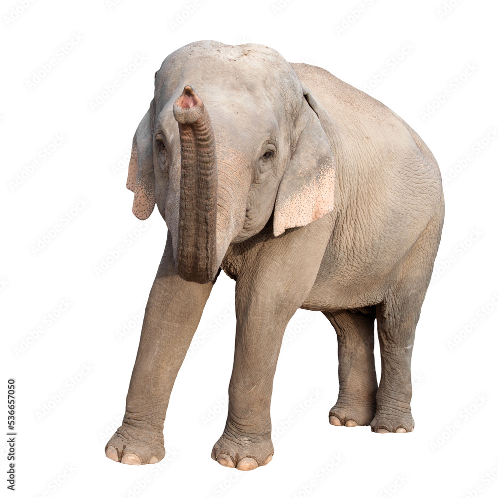 asia elephant