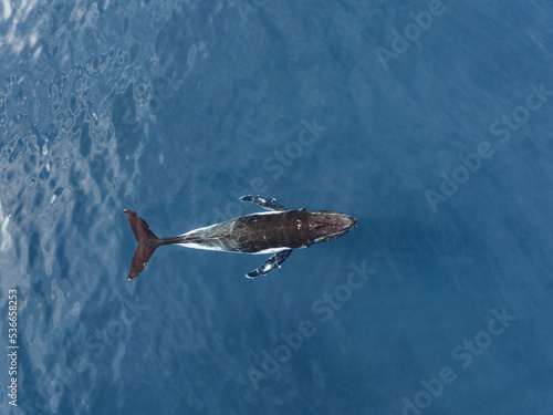 Aerial view of Humpback whales on the whale migration off Fraser Island on Australia's Fraser Coast.