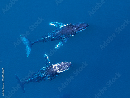 Aerial view of Humpback whales on the whale migration off Fraser Island on Australia's Fraser Coast.