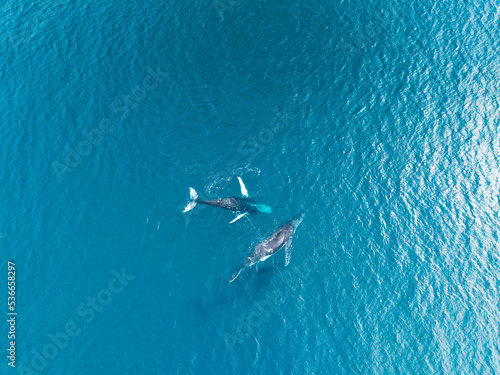 Aerial view of Humpback whales on the whale migration off Fraser Island on Australia's Fraser Coast. © Sean