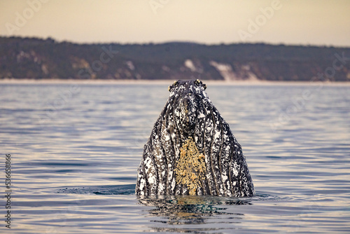 Humpback Whales on the surface of the water on the Fraser Coast on the whale migration.